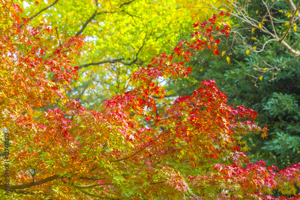 The maple and autumn leaves.The shooting location is Arisugawa Park in Minami Azabu, Minato-ku, Tokyo, Japan. The maple and autumn leaves.The shooting location is Arisugawa Park in Minami Azabu, Minato-ku, Tokyo, Japan.