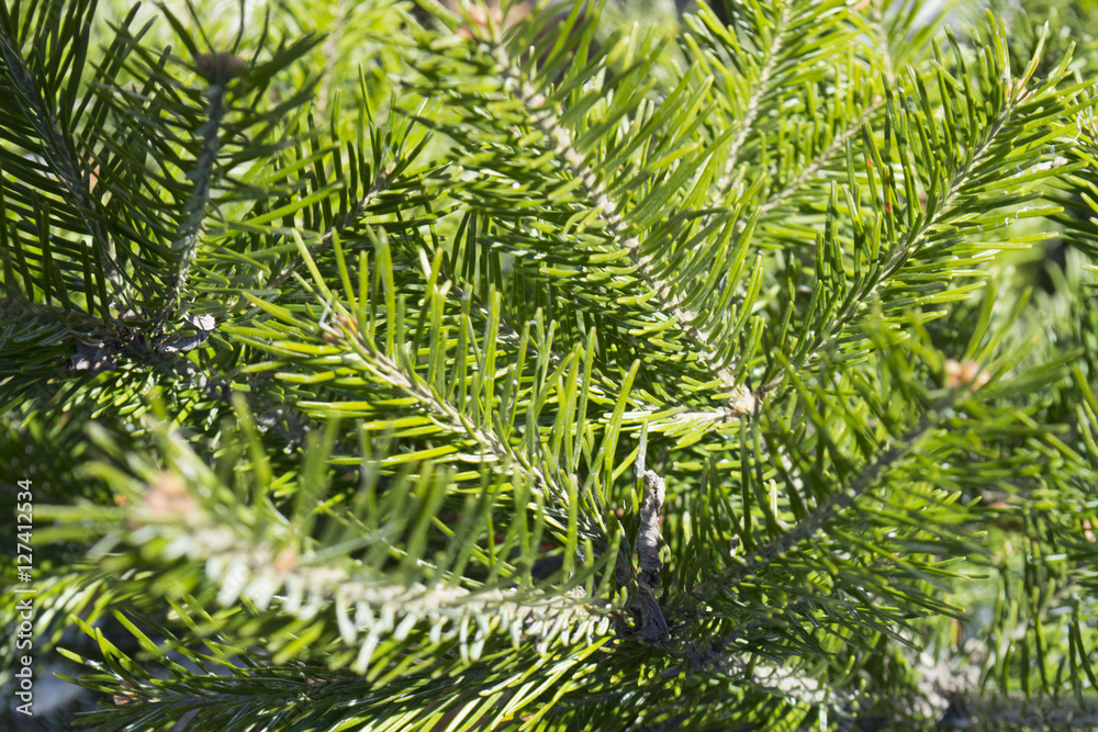 Background of fresh bright green fir branches
