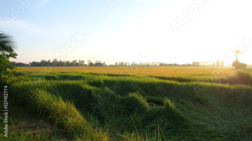 cornfield with sunset