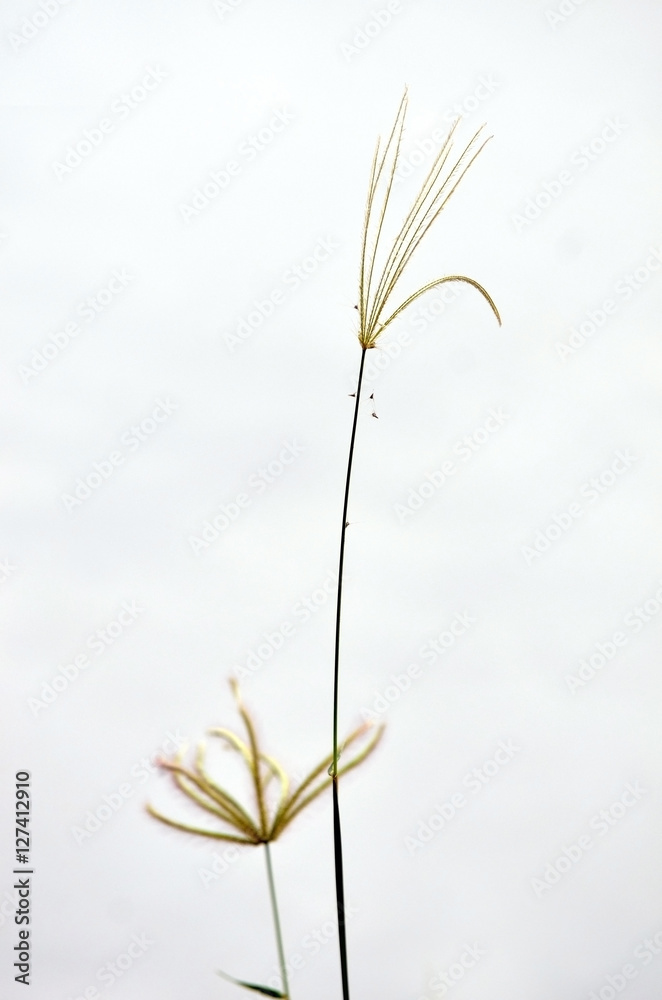 Soft focused of Grass with white background Soft focused of Grass with white background