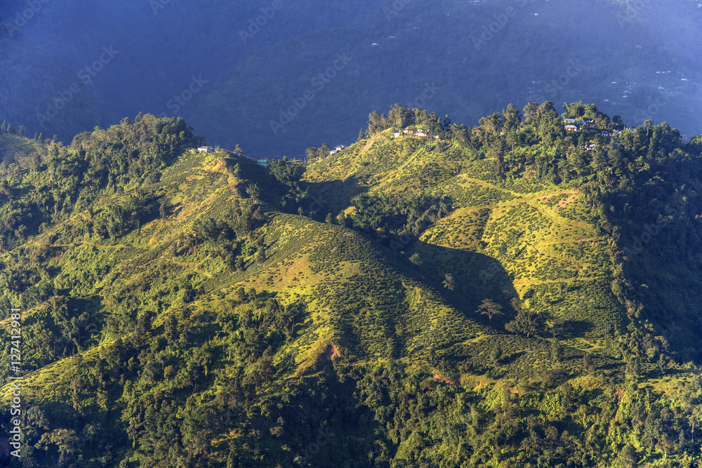 Mountain range with tea fields, forest and small dwellings during sunset near Thindaria Darjeeling district India