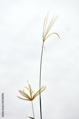 Soft focused of Grass with white background