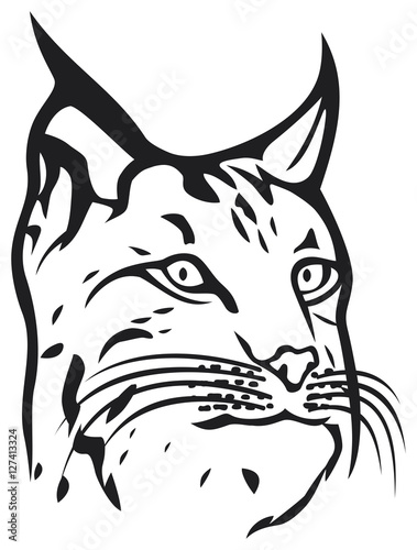 head of lynx (bobcat)