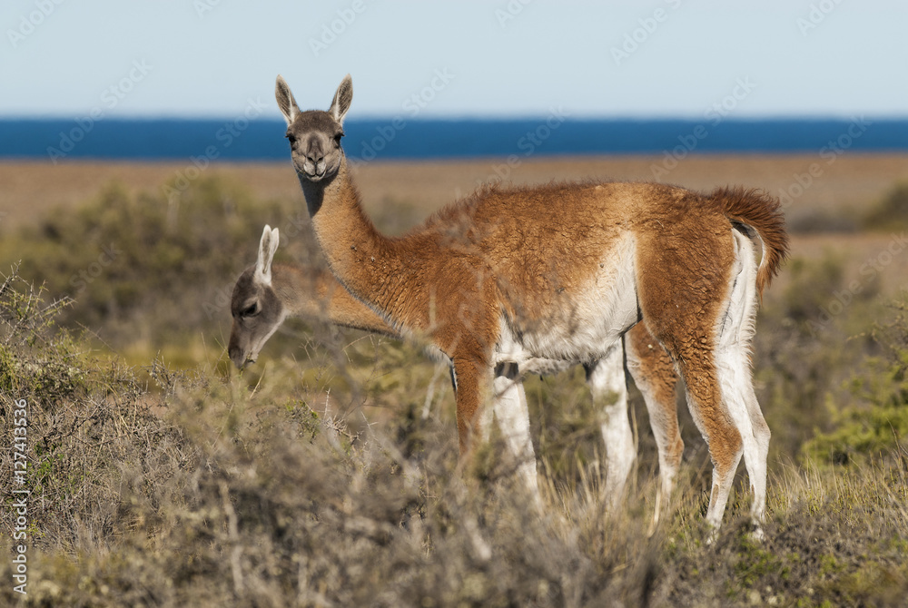 Fototapeta premium Guanaco, Patagonia , Argentina