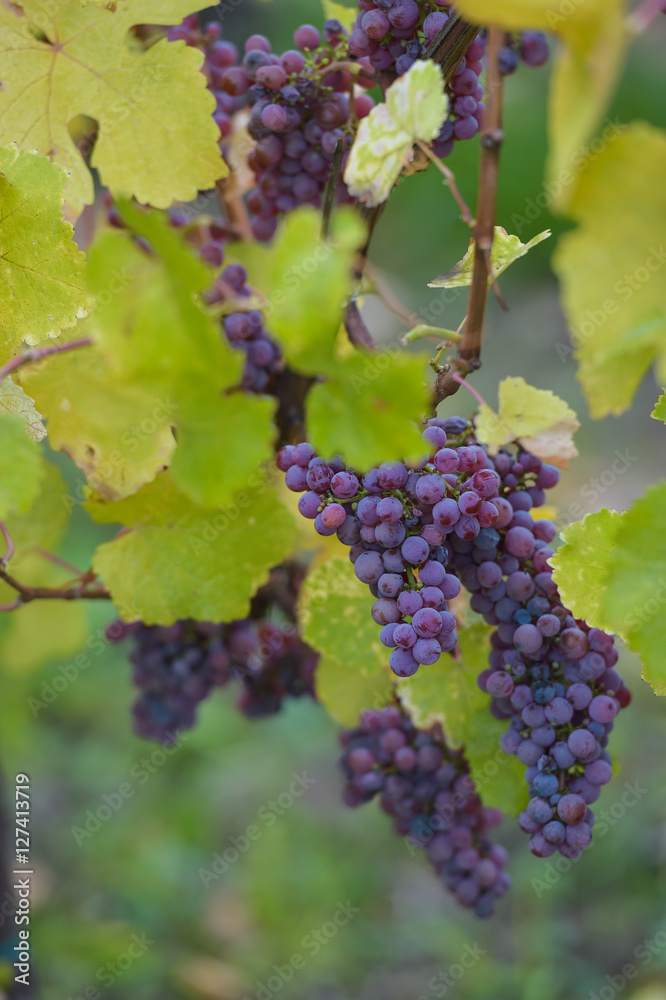 Gewurztraminer grape bunches, Alsace, vendange time, France