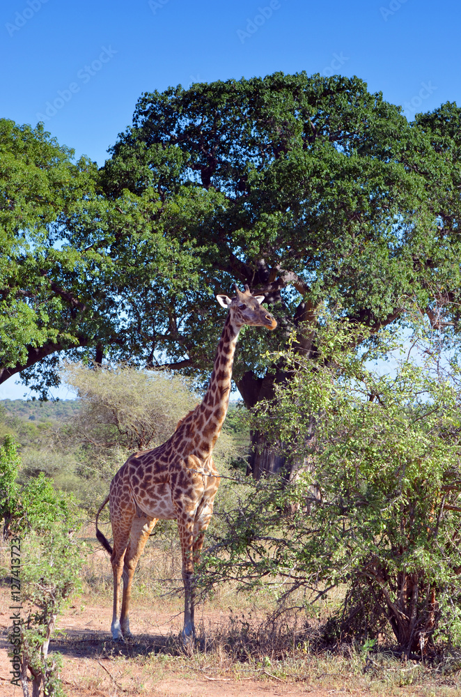 Obraz premium girafon dans la savane
