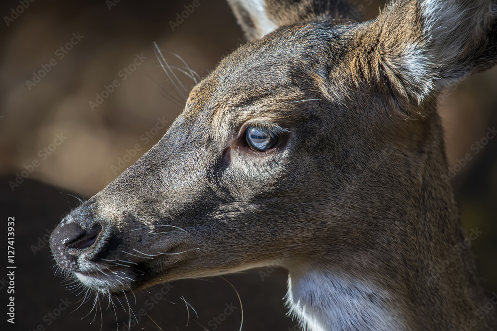 Obraz premium White Tailed Deer Facial Profile Closeup Portrait