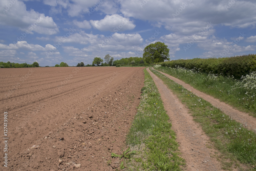 field field