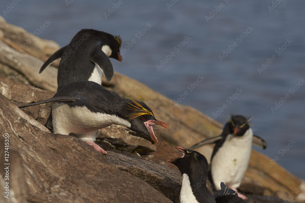 Naklejka premium Lone Macaroni Penguin (Eudyptes chrysolophus) amongst a large group of Rockhopper Penguins (Eudyptes chrysocome) on a cliff leading to the sea on Saunders Island on the Falkland Islands.