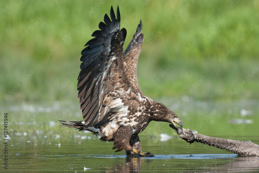 Obraz premium white tailed eagle