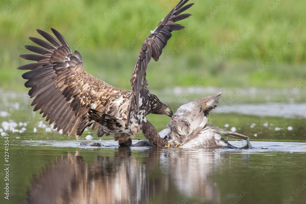 Fototapeta premium white tailed eagle