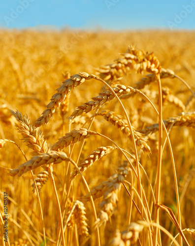 Wheat field