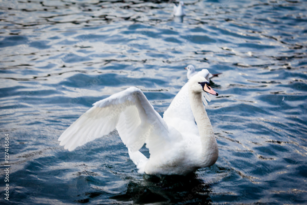 Fototapeta premium White Swan on the Lake. Swan on water. Mute swan