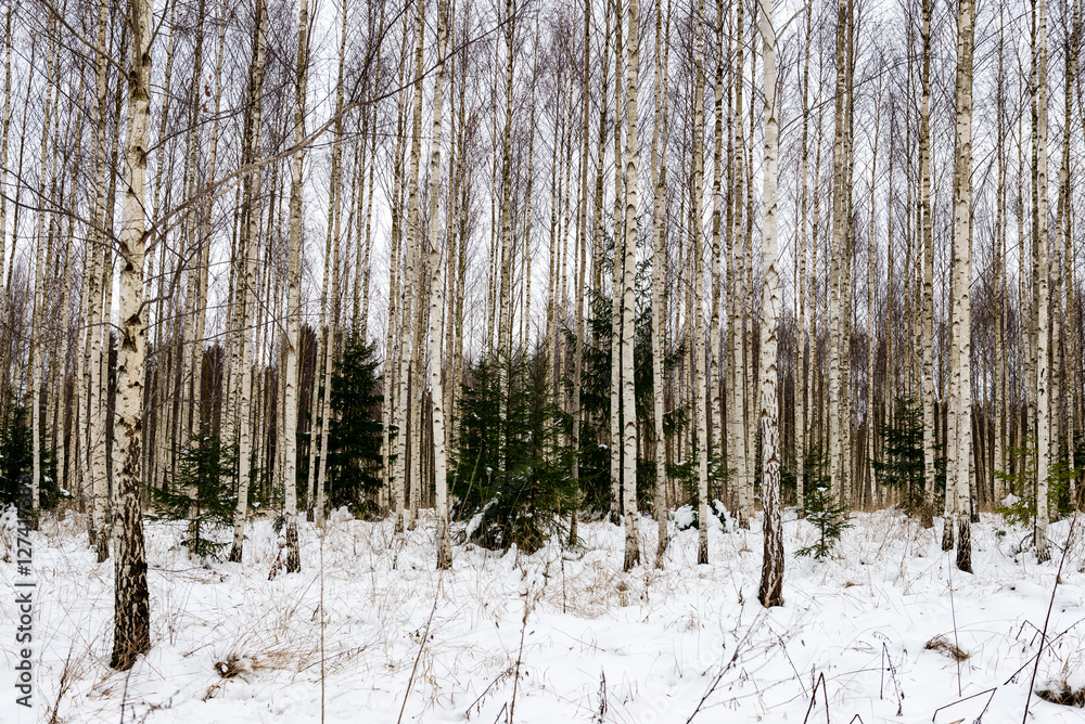 Fototapeta premium birch trees in winter snow