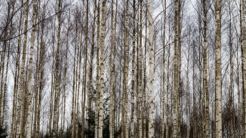 birch trees in winter snow