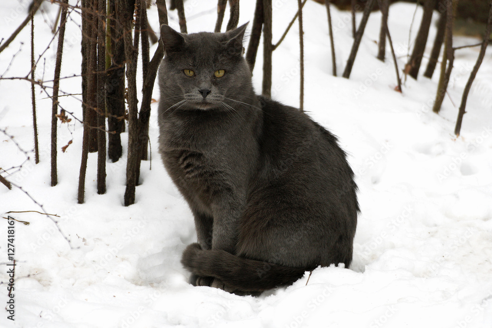Grey fat cat.
