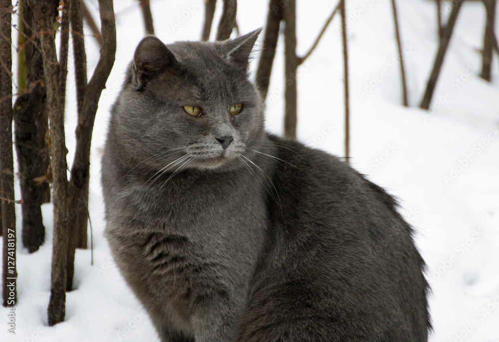 Grey fat cat.