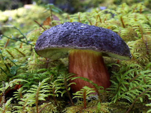 Zeller's Bolete - Xerocomellus zelleri photo