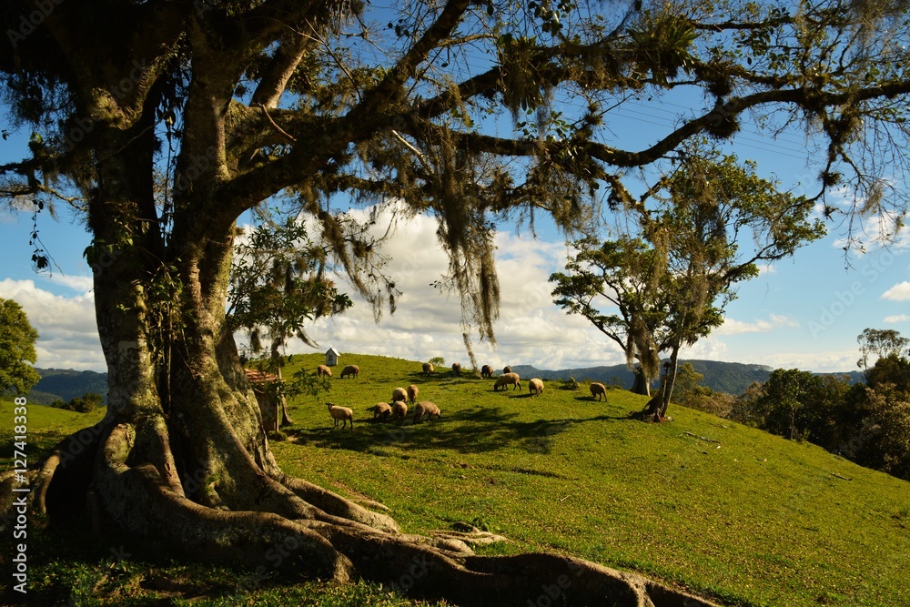 Giant tree in the farm