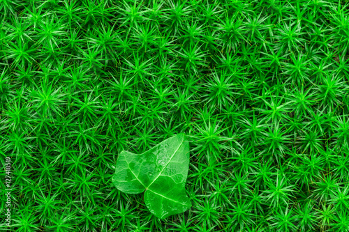 Hintergrund aus Frauenhaarmoos und Efeu Blatt - Background made of haircap moss and ivy leave photo