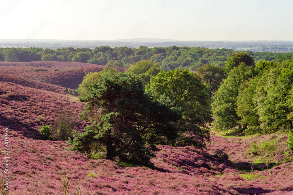 national nature reserve with moorland, hills and solitary trees national nature reserve with moorland, hills and solitary trees