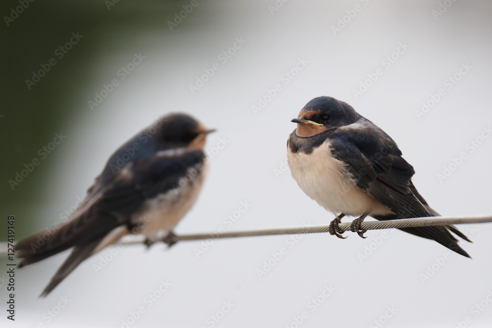 Swallow, Hirundo rustica