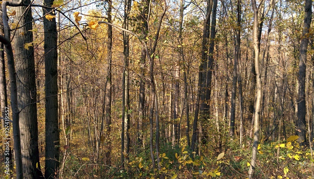 Obraz premium Autumn Forest