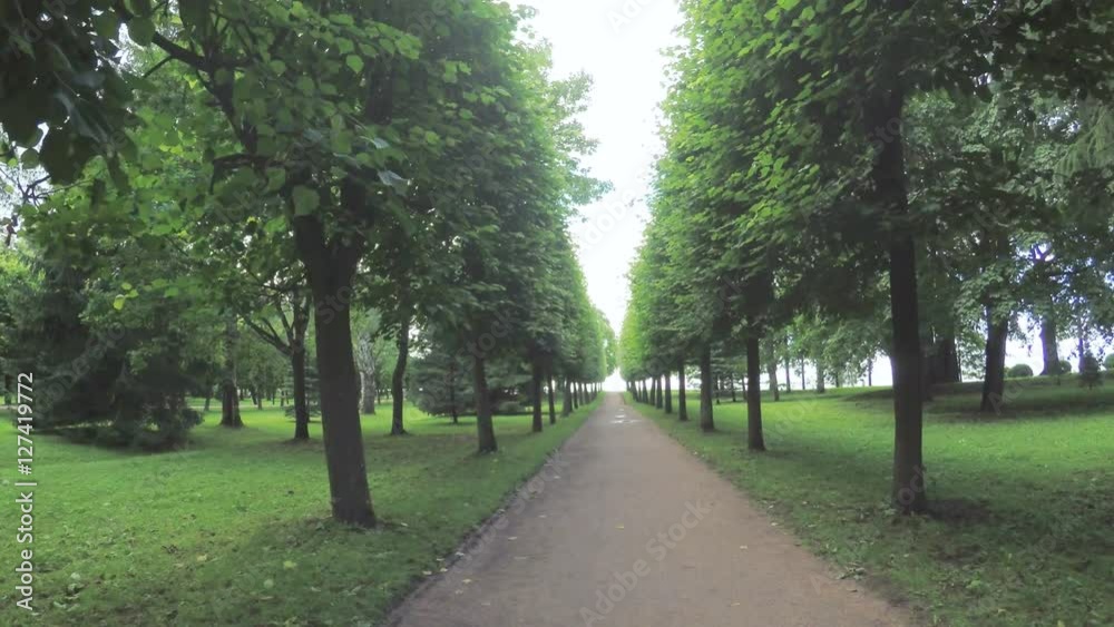 Alley in the Park in Peterhof Alley in the Park in Peterhof