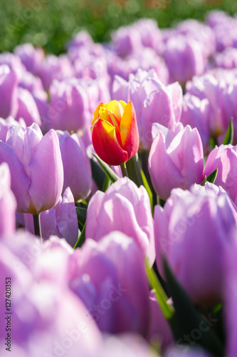 Tulips in spring sun. tulip in the field photo