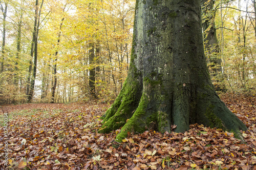 mousse sur un tronc d'arbre dans une forêt en automne