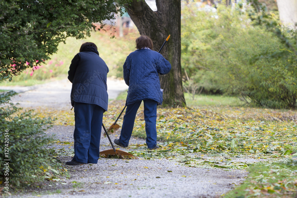 Obraz premium Women Gardener raking fall leaves in city park