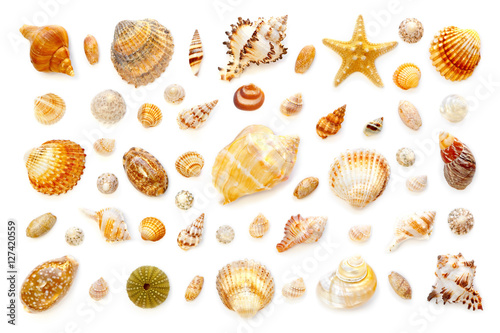 Obraz na płótnie composition of exotic sea shells and starfish on a white background