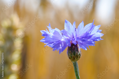 Fototapeta Naklejka Na Ścianę i Meble -  Bloeiende wilde bloemen in de bermen en weilanden