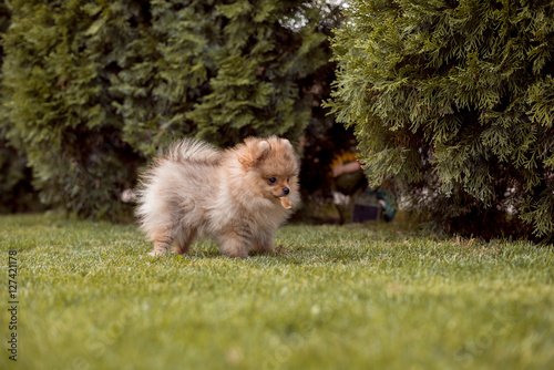 small dogs walking on the grass