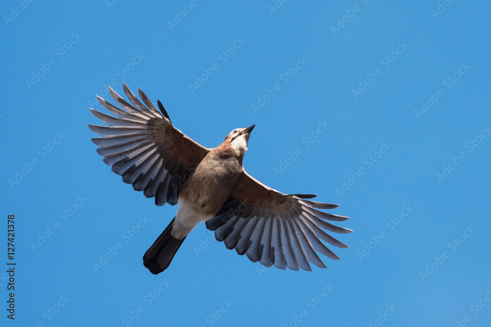 Fototapeta premium Jay, Garrulus glandarius
