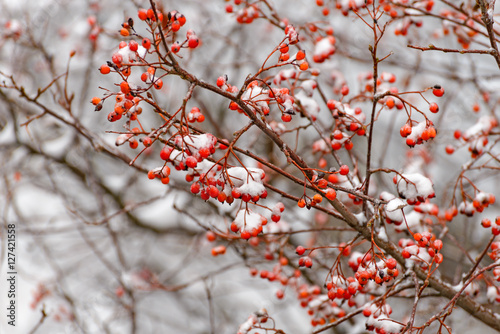 Rowan branch in the snow