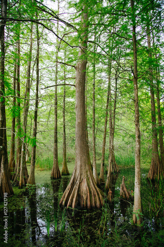 Cypress tree in Louisana swamp photo