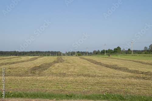 сено в валках сушиться на поле photo