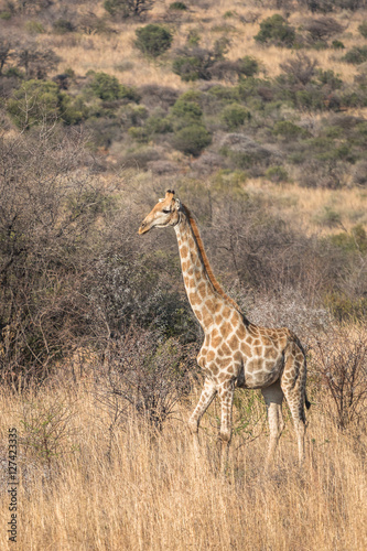Fototapeta Naklejka Na Ścianę i Meble -  Giraffe in standing in morning light bushveld africa
