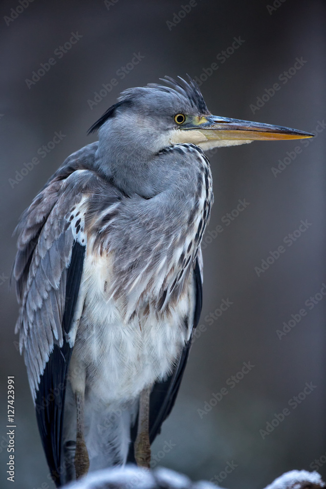 Fototapeta premium Gray Heron