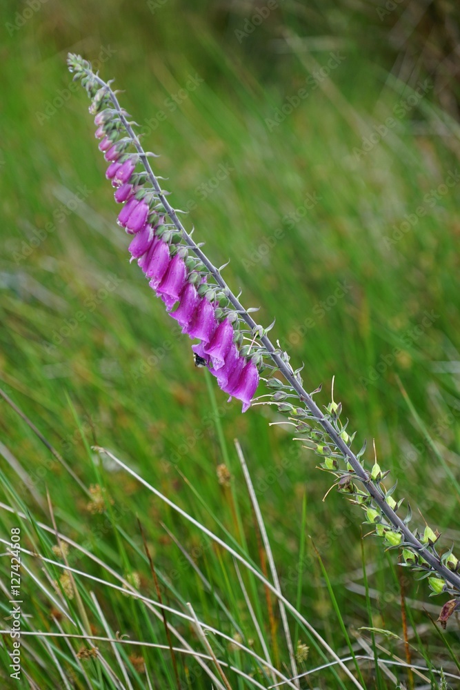Fototapeta premium Roter Fingerhut (Digitalis purpurea) in grüner Landschaft / Nordirland