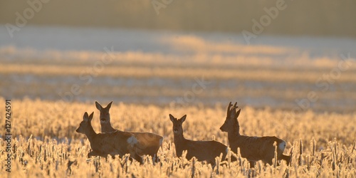 roe deer