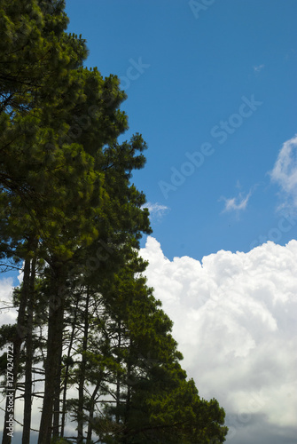 Beautiful trees on sky background in Guatemala