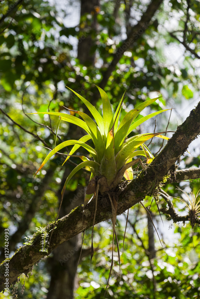 Close up Green fern on timber in rain forest in Guatemala. Close up Green fern on timber in rain forest in Guatemala.