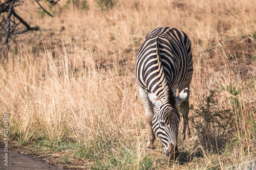 Zebra grazing in south africa