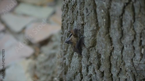 little bat climb the tree