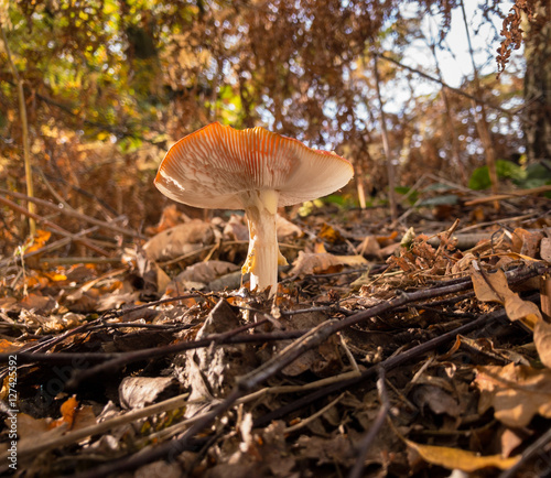 NEWSTEAD, NOTTINGHAM - NOVEMBER 2: Fly Agaric (Amanita Muscaria). In Newstead Abbey, Newstead, Nottinghamshire, England. On 2nd November 2016. photo