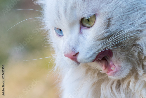Foto White cat with different colored eyes