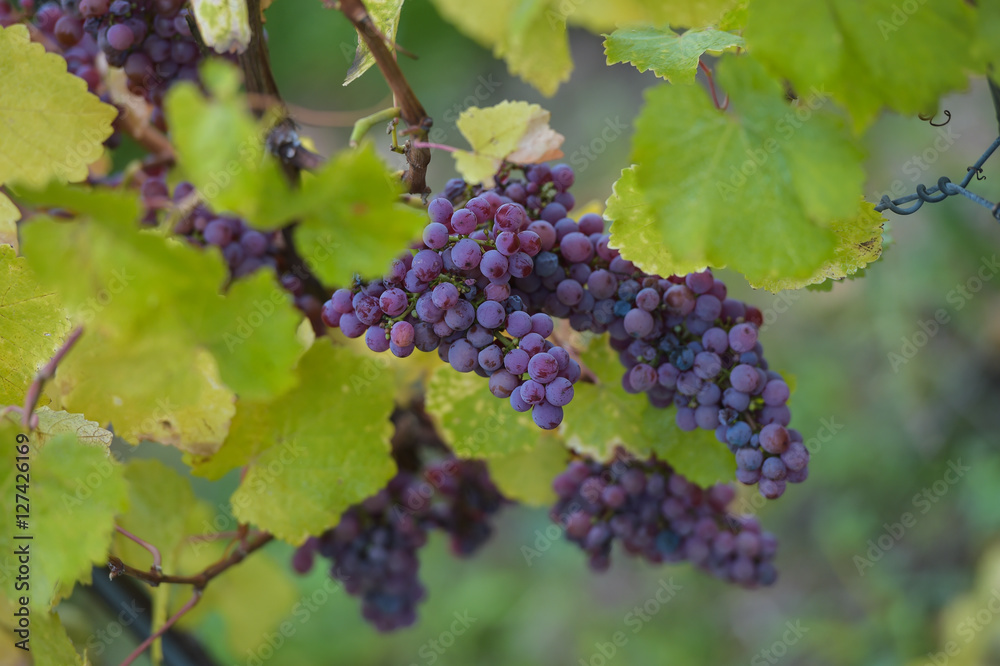 Gewurztraminer grape bunches, Alsace, vendange time, France