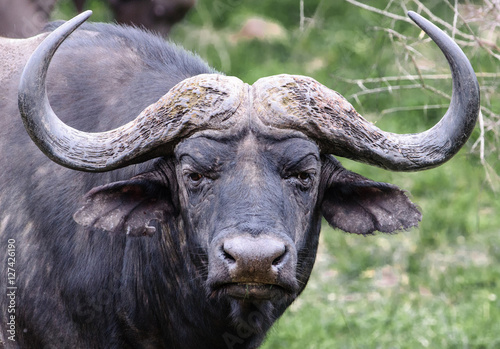 Cape Buffalo